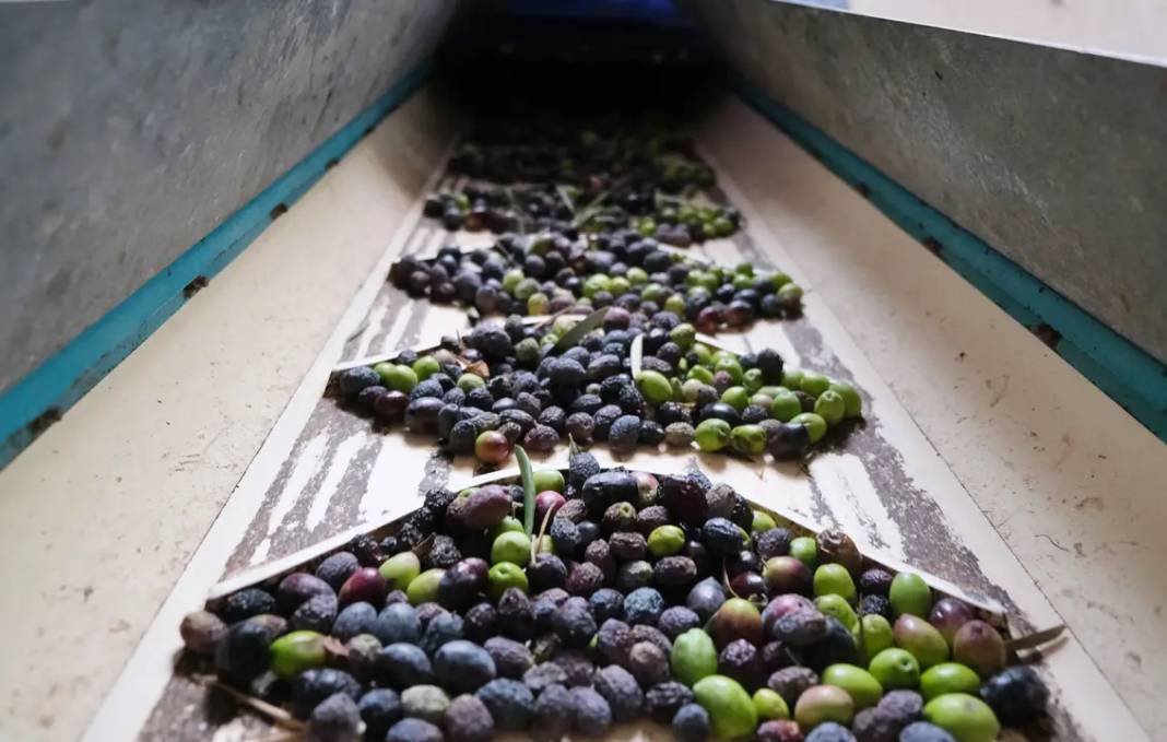 Alanya’da Zeytin Rekoltesi Yüzde 40 Düştü! 3